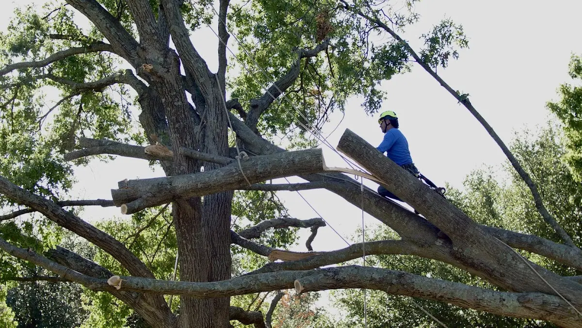 Professional Crown Thinning performed by certified arborists in Palmer